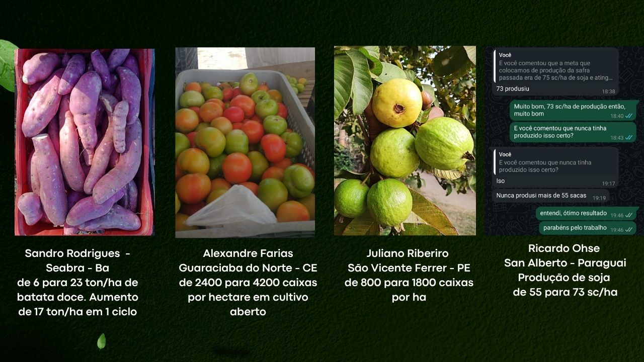 Resultados de produtores: batata doce, tomate, goiaba e soja