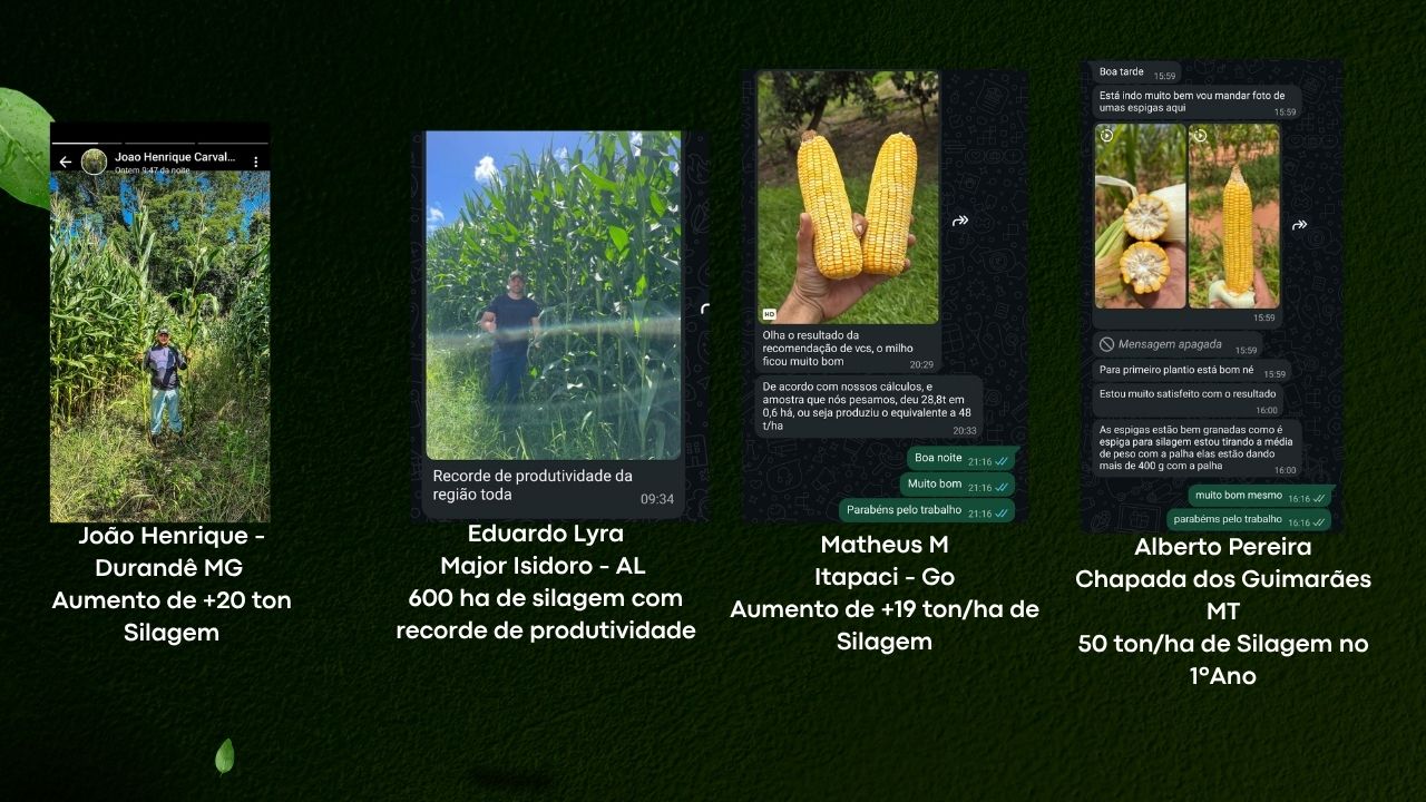 Resultados de produtores: silagem de milho em MG, AL, GO e MT