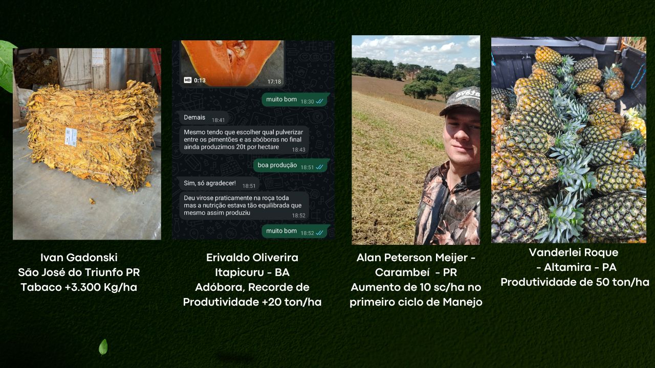 Resultados de produtores: tabaco, abóbora, milho e abacaxi
